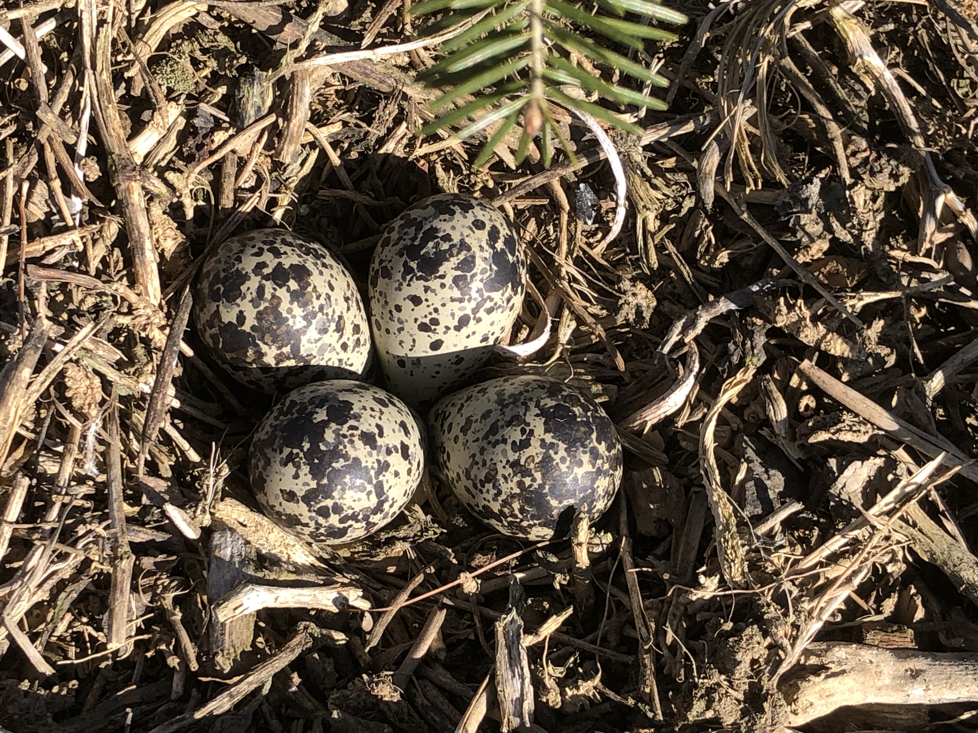 Bird eggs nestled in the field