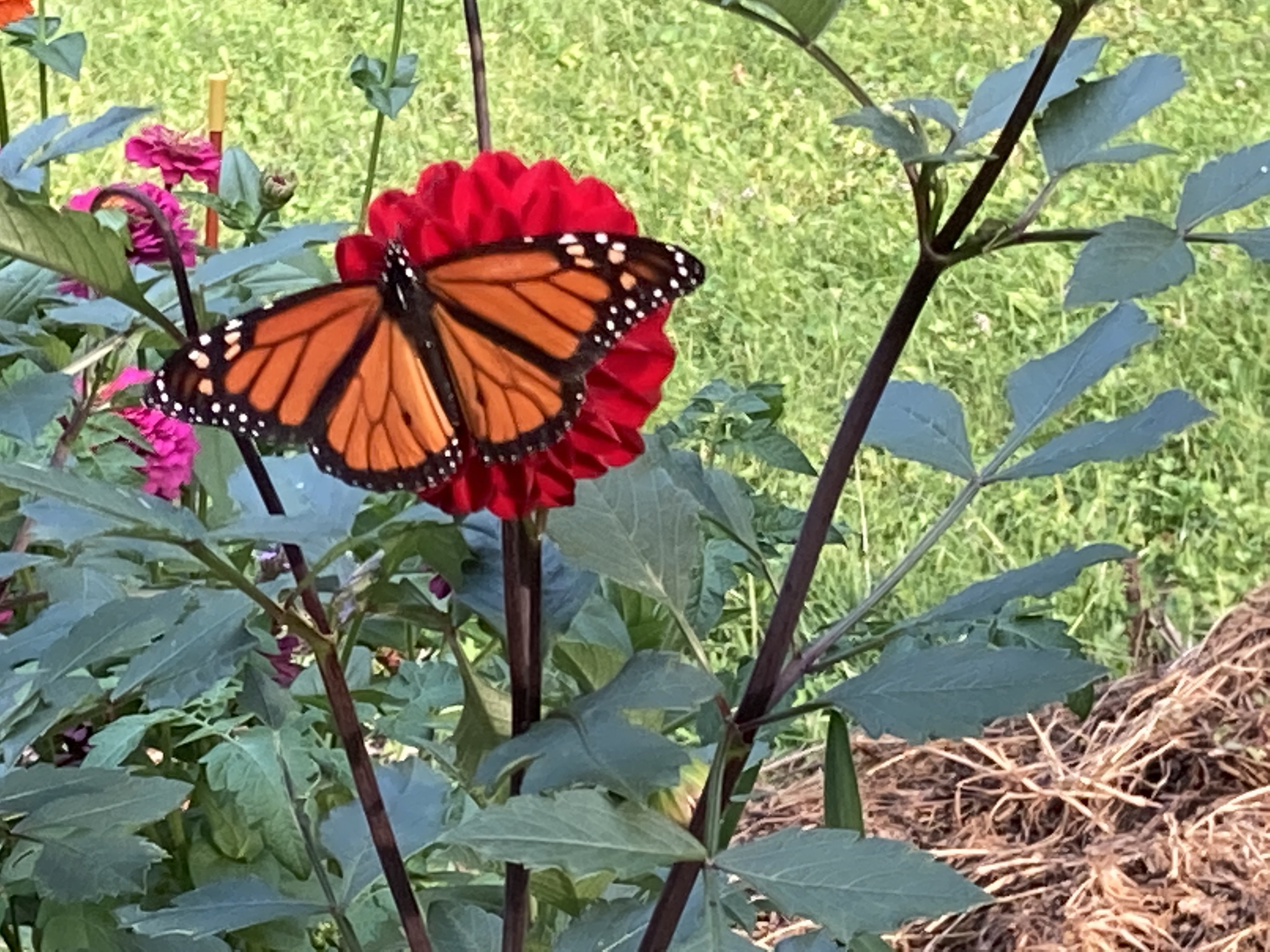 Monarch butterfly on zinnias