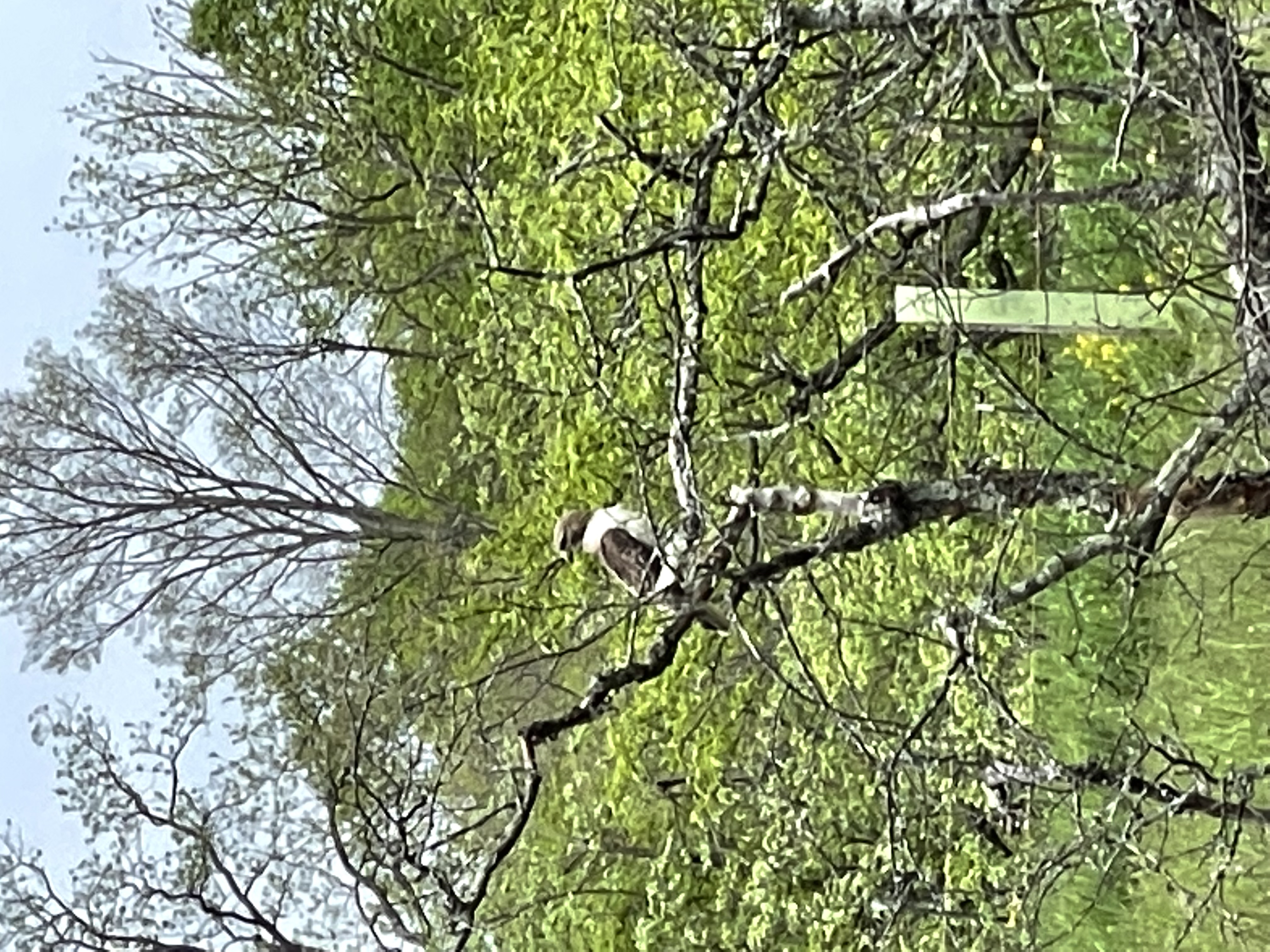 Bird perched in a tree on the farm