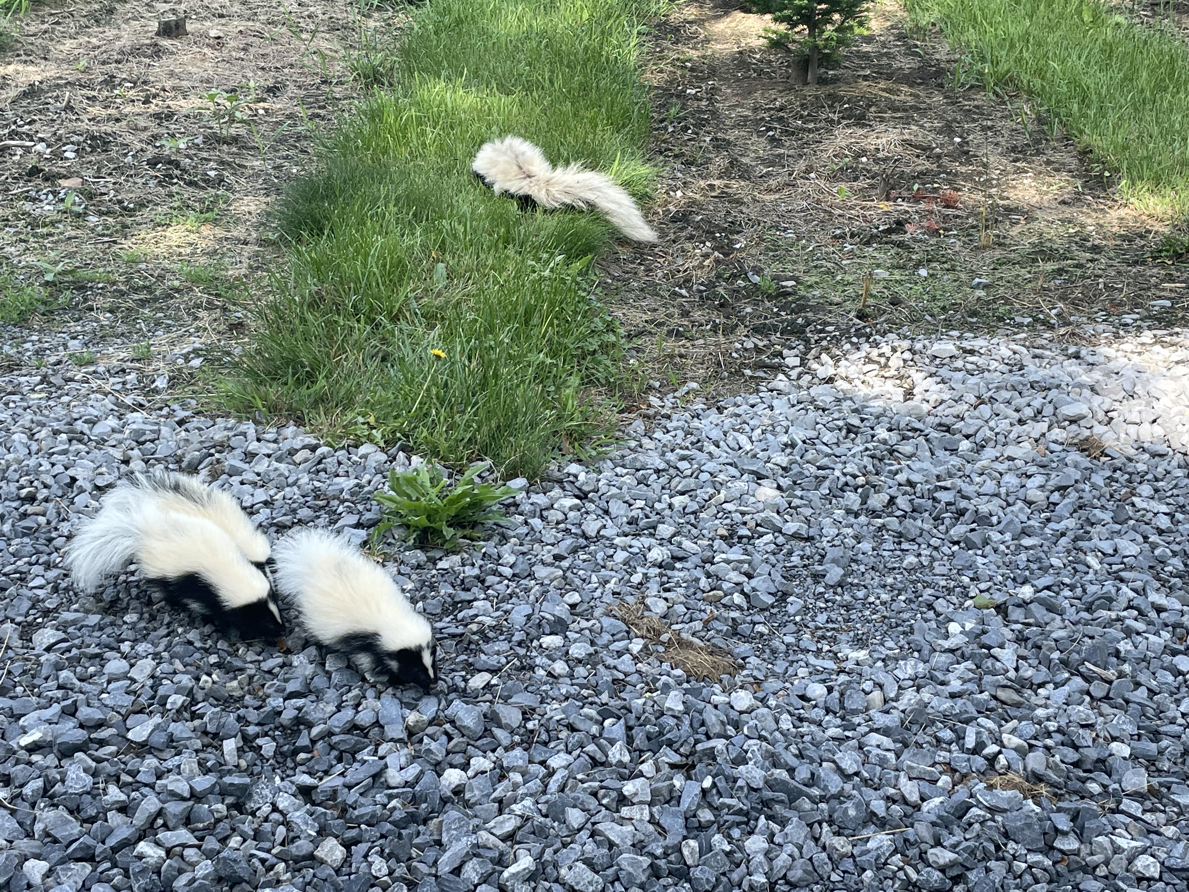 Skunks wandering through the tree rows