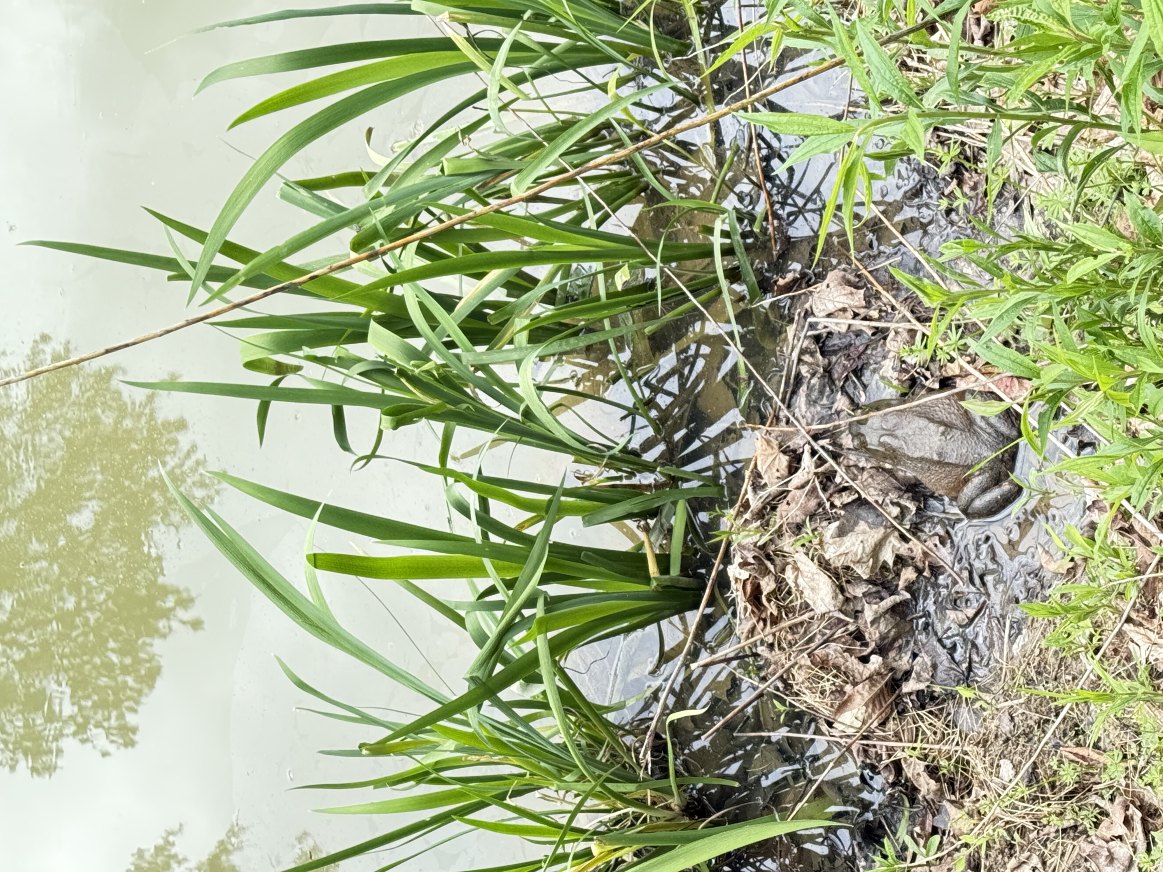 Frog by the farm pond