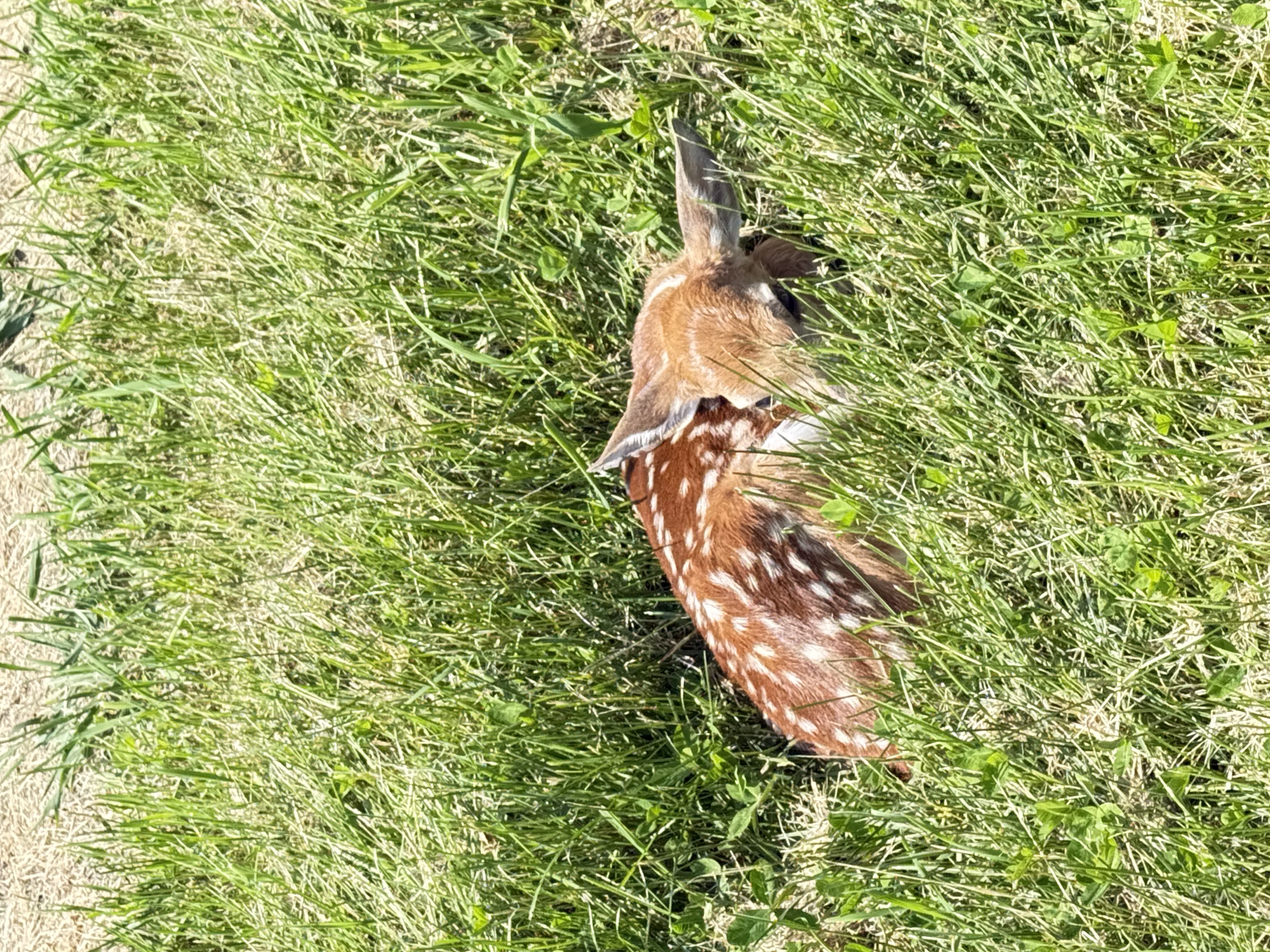 A spotted fawn resting in the grass