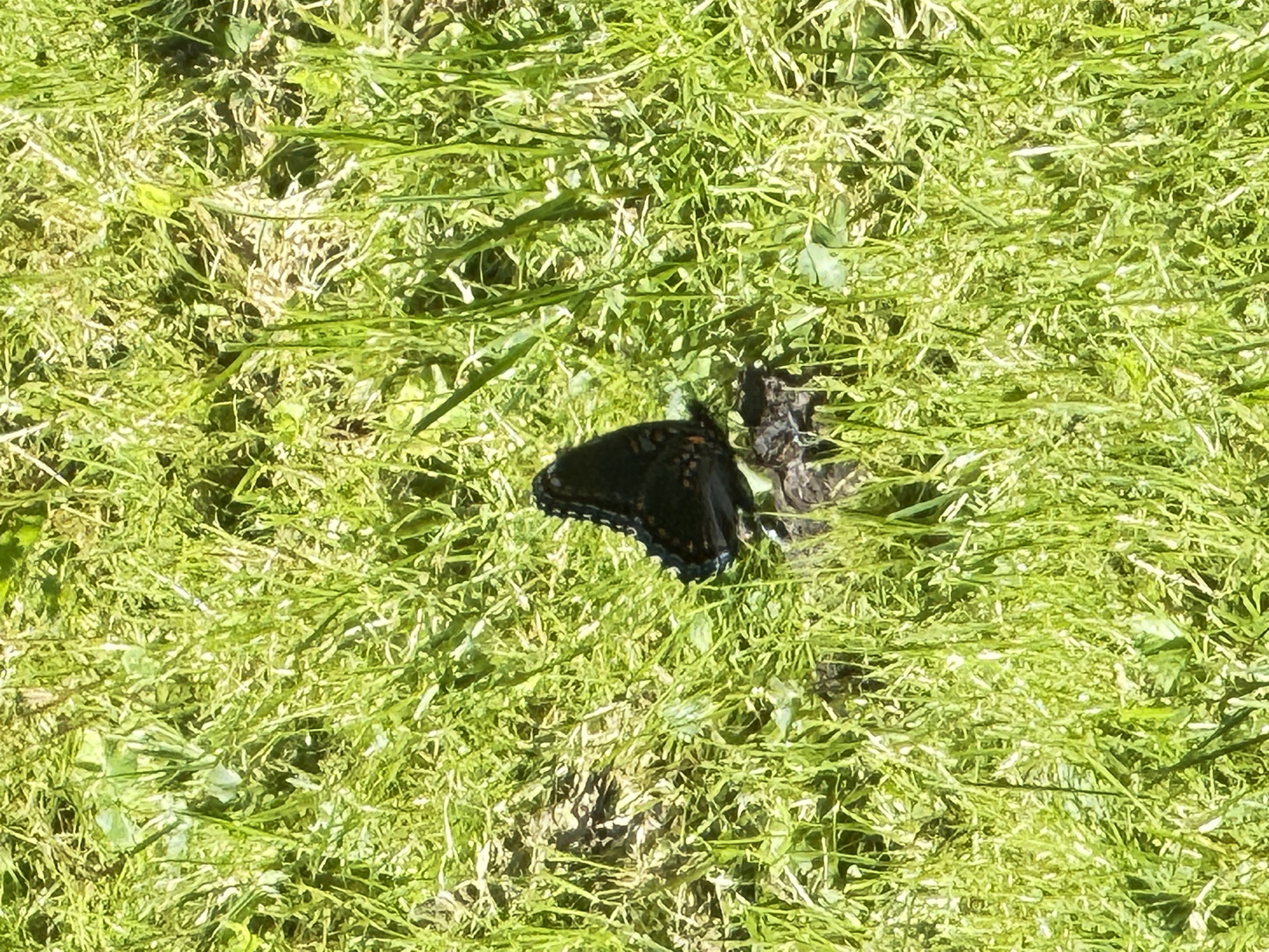 Black swallowtail butterfly in the meadow